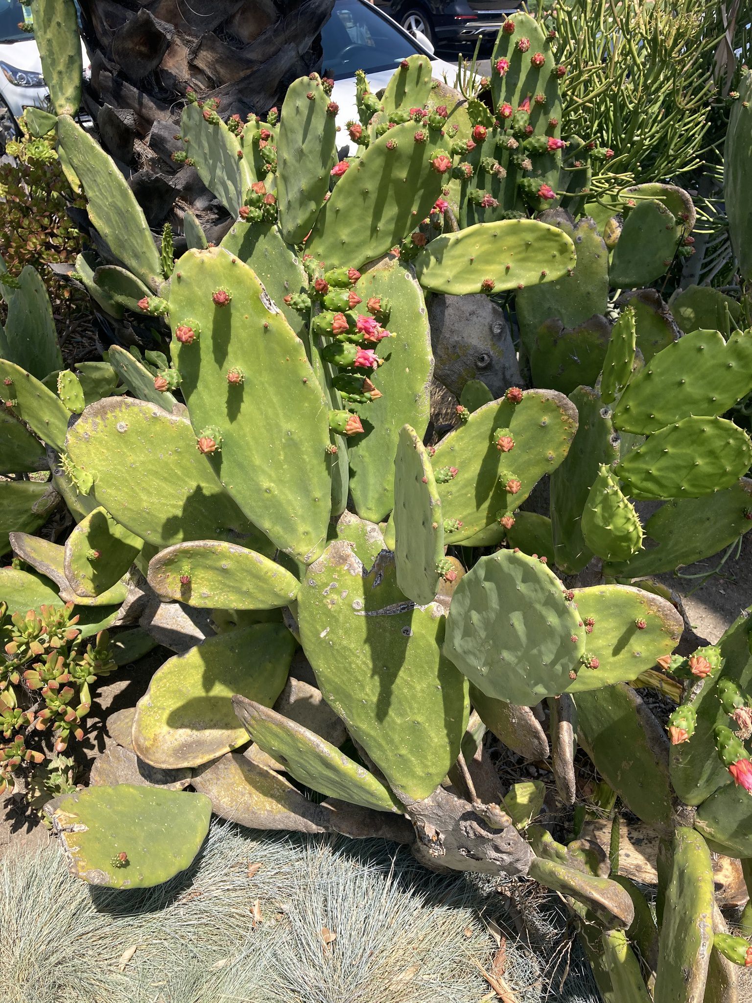 Opuntia cochenillifera